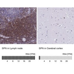 CD43/Sialophorin Antibody, Novus Biologicals:Antibodies:Primary Antibodies